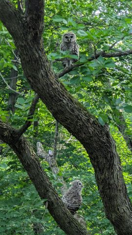 4318 153rd Avenue NE, Ham Lake, MN 55304