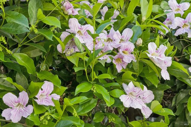 137 France St, Sonoma, CA 95476