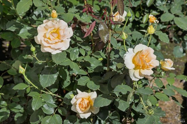 137 France St, Sonoma, CA 95476