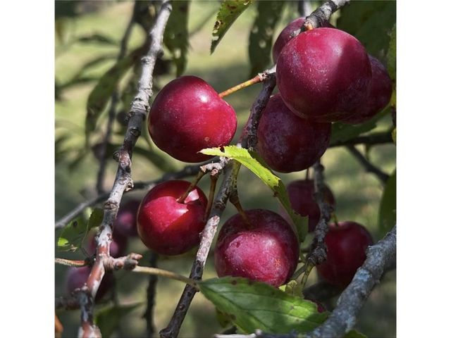 3341 130th Street, Frederic, WI 54837