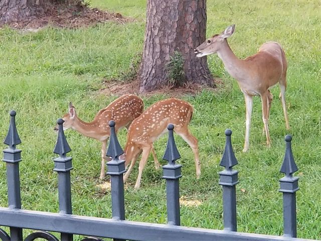 3303 N Cotswold Manor Drive, Kingwood, TX 77339