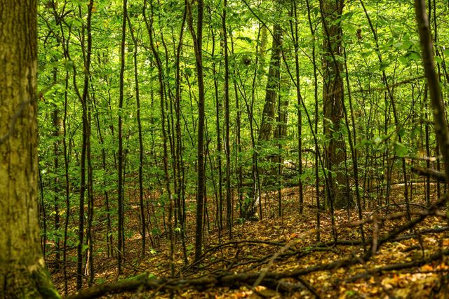 0 S Golden Valley Drive, Empire Twp, MI 49630