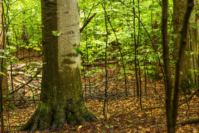 0 S Golden Valley Drive, Empire Twp, MI 49630