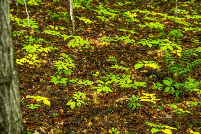 0 S Golden Valley Drive, Empire Twp, MI 49630