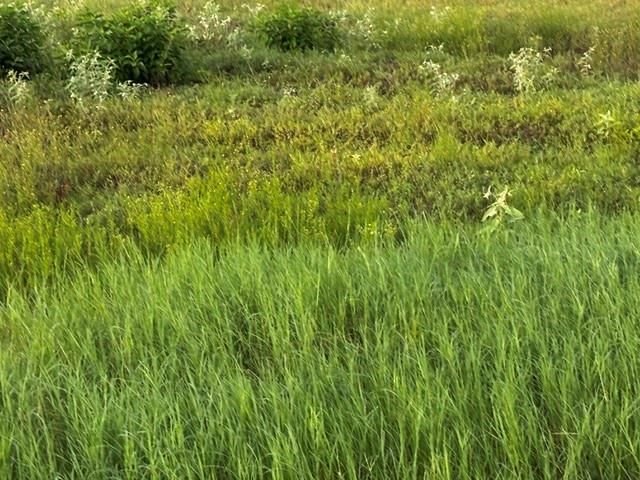 TBD Anna Grace Lot 35, Livingston, TX 77351