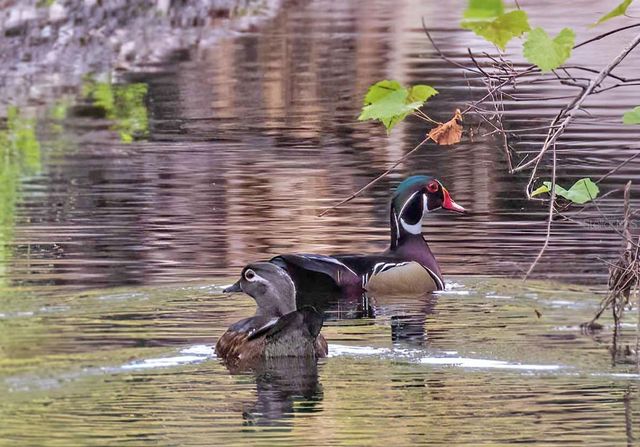 4456 STREAMSIDE COURT 1605, Sarasota, FL 34238