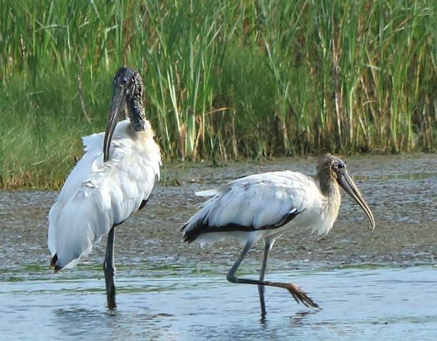 4456 STREAMSIDE COURT 1605, Sarasota, FL 34238