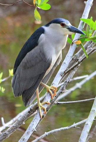 4456 STREAMSIDE COURT 1605, Sarasota, FL 34238