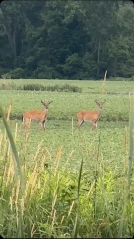 7376 CAPAC Road, Yale, MI 48097