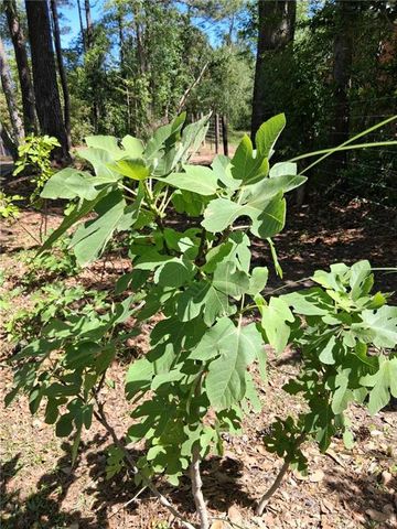 5831 Graham Lane, Eight Mile, AL 36613
