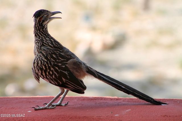 17047 S Sierrita Mountain Road S, Tucson, AZ 85736