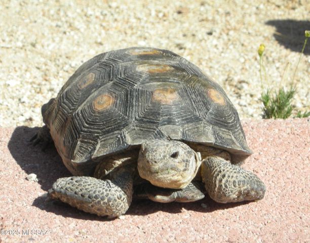 17047 S Sierrita Mountain Road S, Tucson, AZ 85736