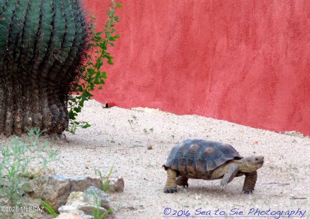 17047 S Sierrita Mountain Road S, Tucson, AZ 85736