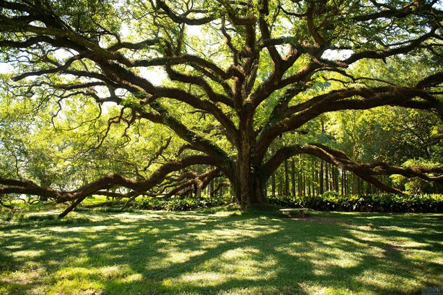 4084 Hwy 311, Houma, LA 70360