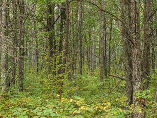 Lot A Sandbar Lane, Mission Twp, MN 56465