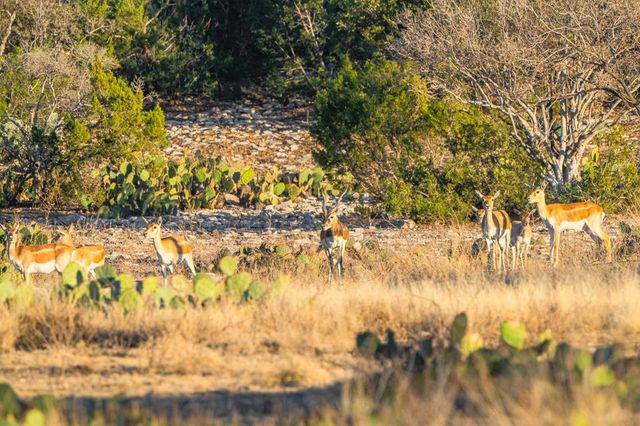 2799 Ridge Lane Rd, Christoval, TX 76935