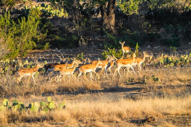 2799 Ridge Lane Rd, Christoval, TX 76935