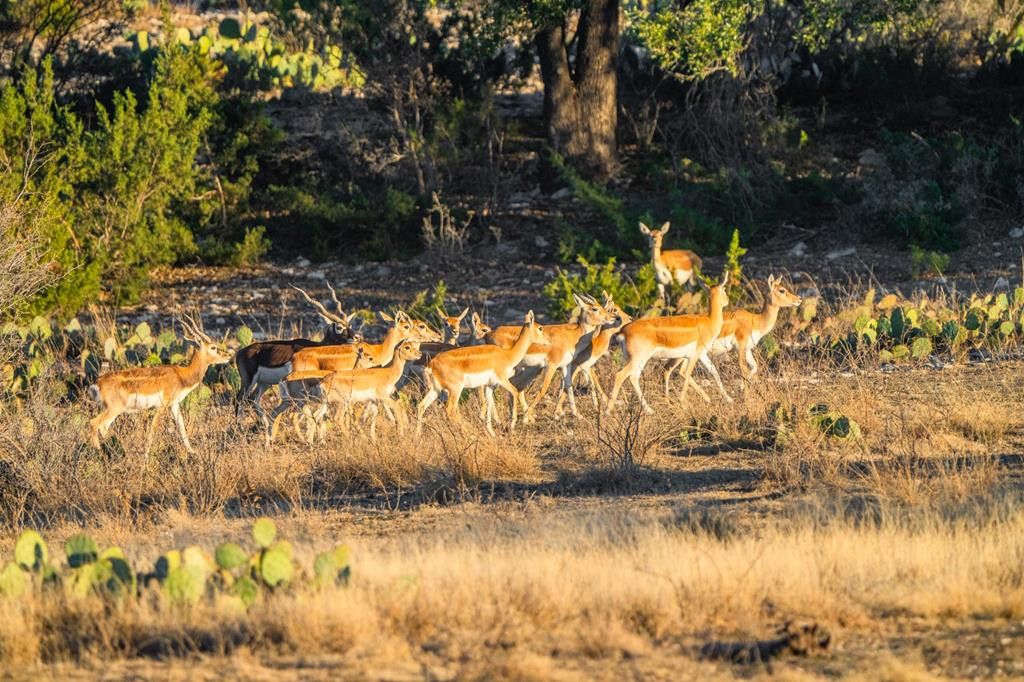 Image 53 of property listing at 2799 Ridge Lane Road, Christoval, TX 76935