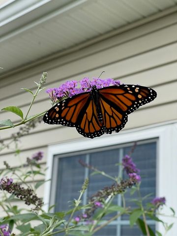 831 Ledgewood Way 831, Clinton, MA 01510