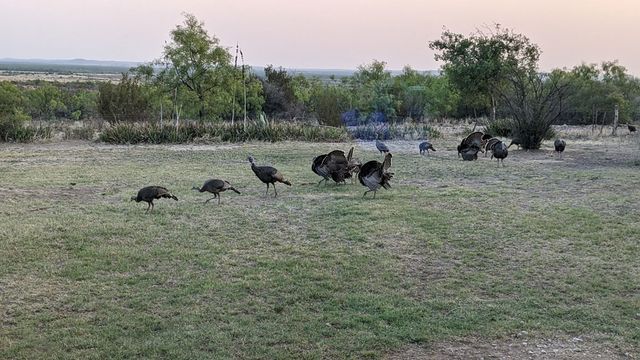 60 Loch Lomond Road, San Angelo, TX 76901