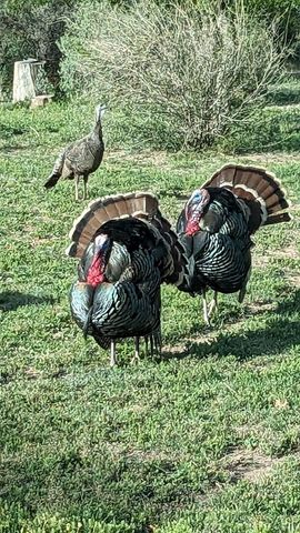 60 Loch Lomond Road, San Angelo, TX 76901