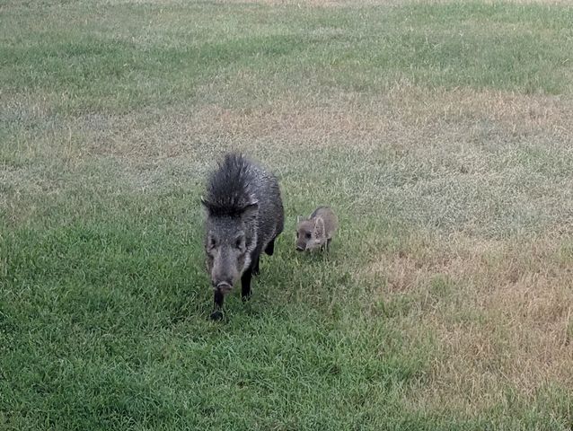 60 Loch Lomond Road, San Angelo, TX 76901