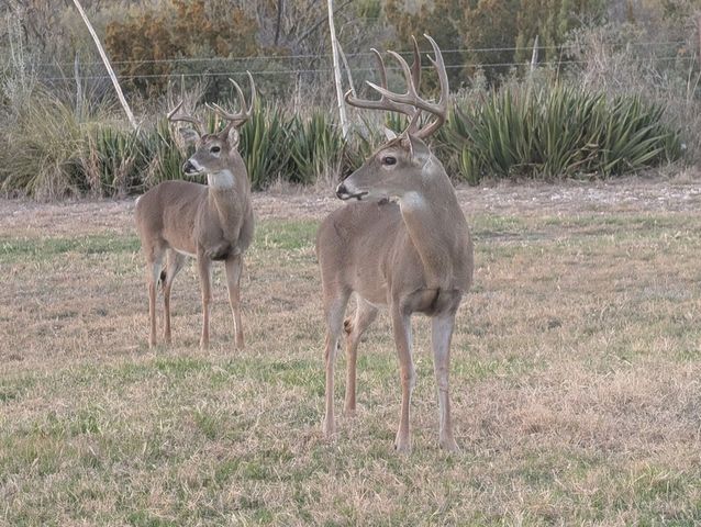 60 Loch Lomond Road, San Angelo, TX 76901