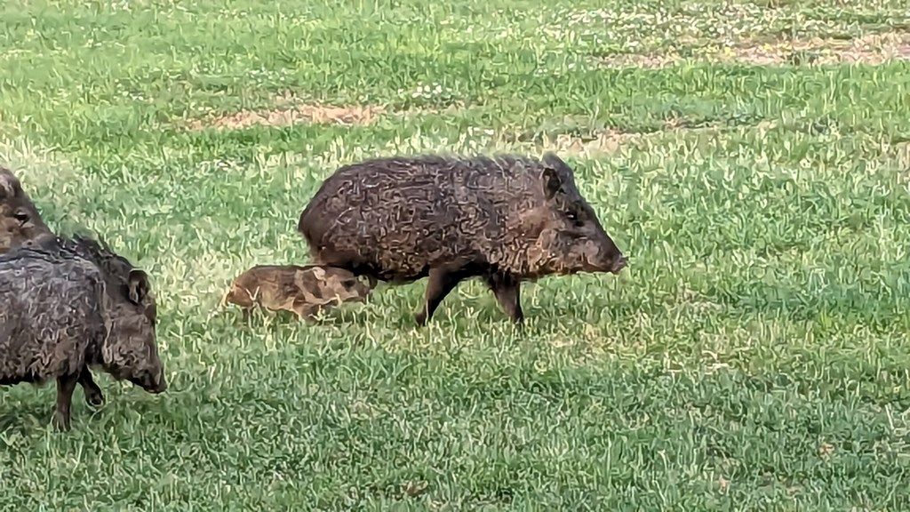 Image 63 of property listing at 60 Loch Lomond Rd, San Angelo, TX 76901