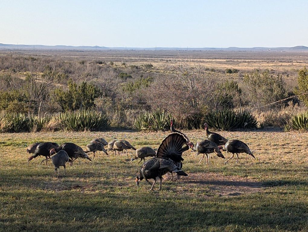 Image 65 of property listing at 60 Loch Lomond Rd, San Angelo, TX 76901