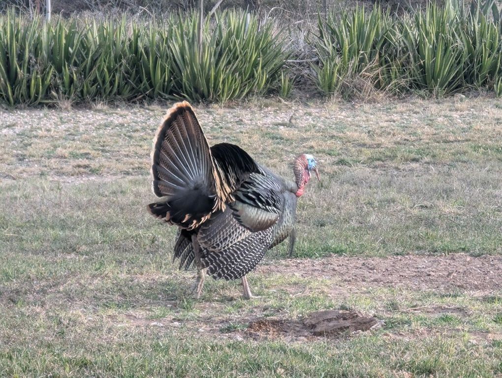 Image 66 of property listing at 60 Loch Lomond Rd, San Angelo, TX 76901