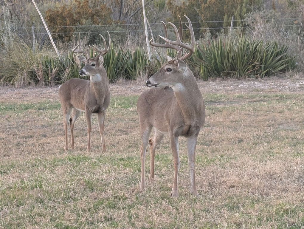 Image 68 of property listing at 60 Loch Lomond Rd, San Angelo, TX 76901