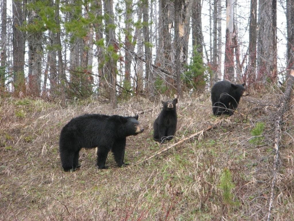 8500 North Fork Road, Polebridge, MT 59928 photo 117