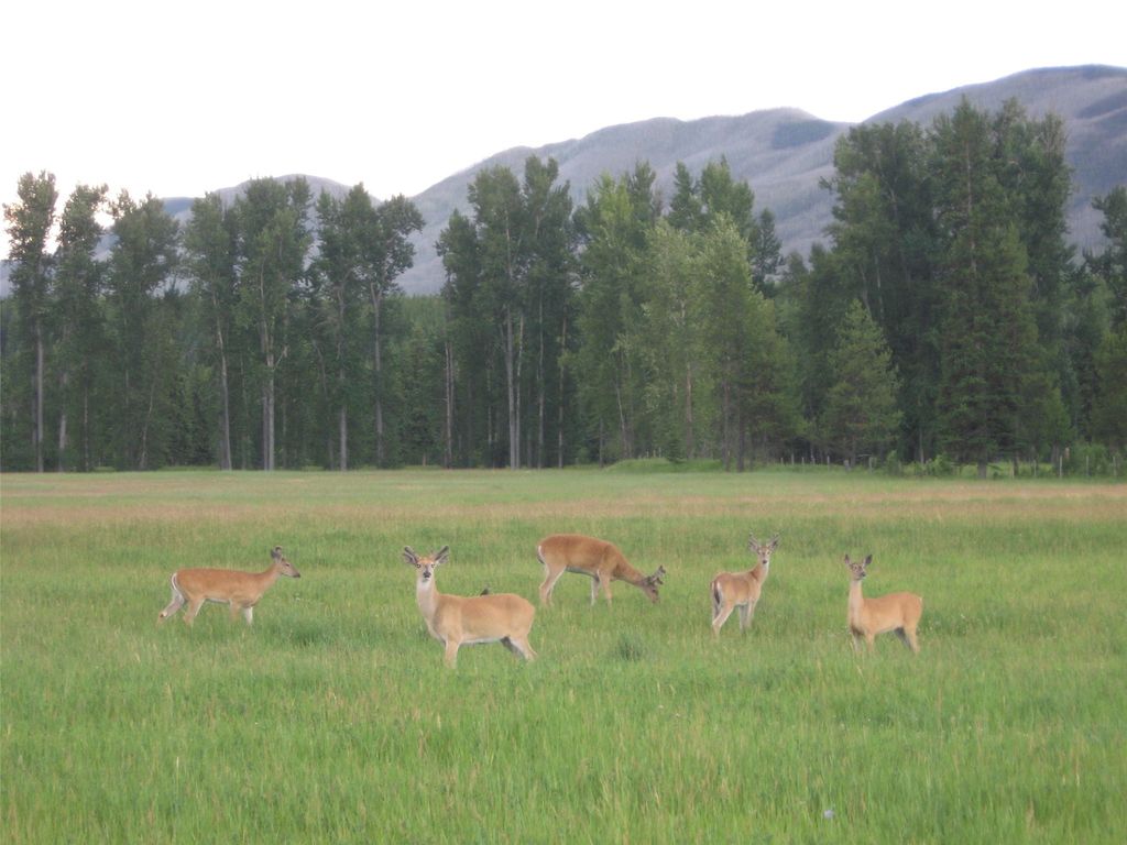 8500 North Fork Road, Polebridge, MT 59928 photo 121