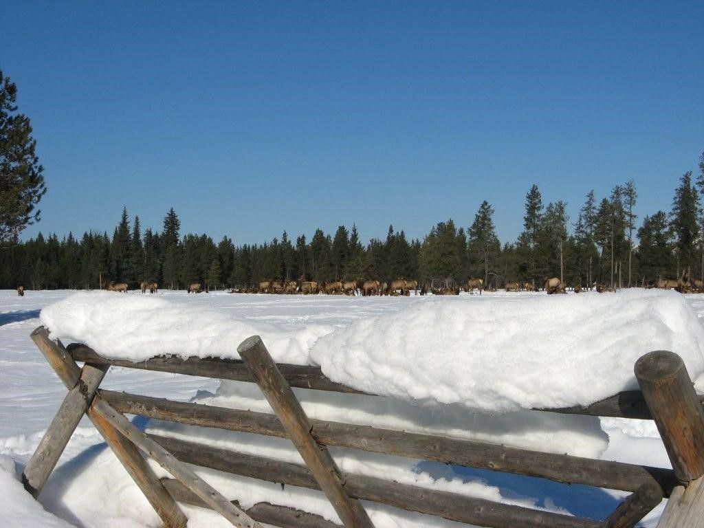 8500 North Fork Road, Polebridge, MT 59928 photo 125