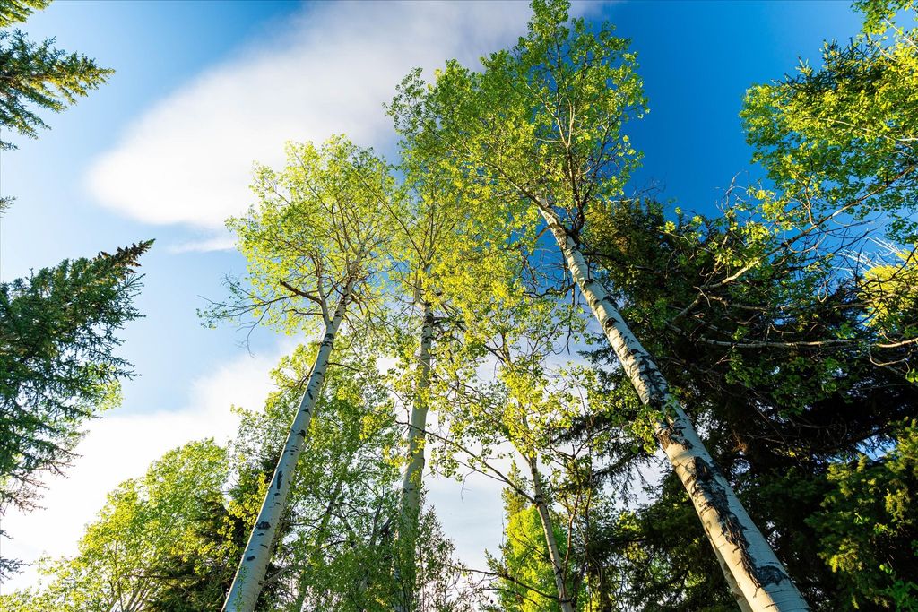 8500 North Fork Road, Polebridge, MT 59928 photo 72