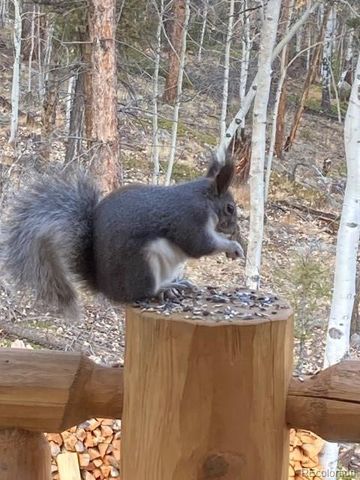 702 Bellows Road, Hartsel, CO 80449