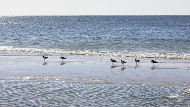 25770 Blufton Avenue, Orange Beach, AL 36561