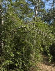 0 Klein Drive, Livingston, TX 77351