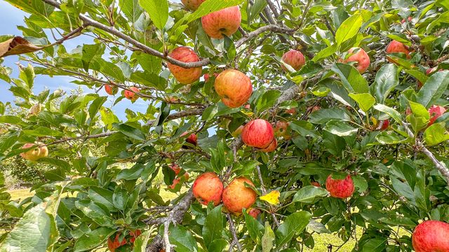 490 Highway 95, Mountain Grove, MO 65711