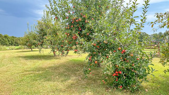 490 Highway 95, Mountain Grove, MO 65711