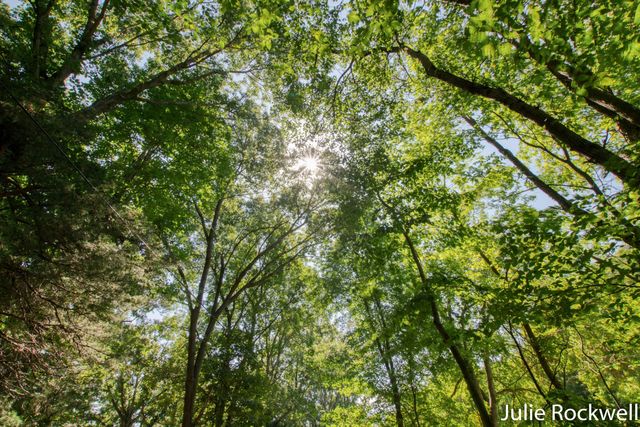 3727 Buttrick Avenue Se, Cascade Twp, MI 49301