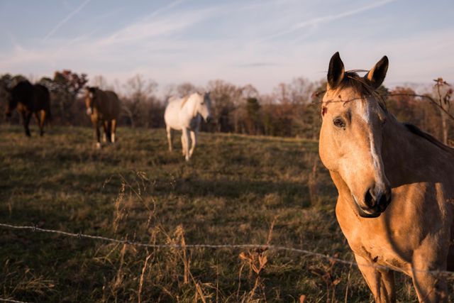 136 Golf Course Road, Menlo, GA 30731