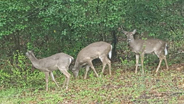 357 Nottely Woods Road E, Blairsville, GA 30512