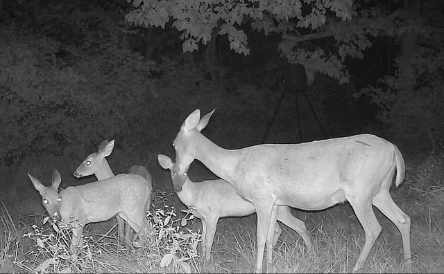 5736 S Foxboro Trail, Springfield, MO 65804