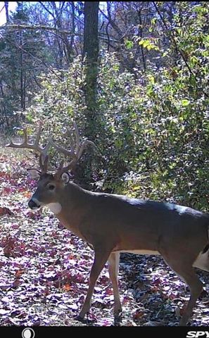 5736 S Foxboro Trail, Springfield, MO 65804