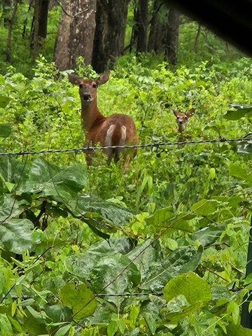 15620 County Road Ww-A, Summersville, MO 65571