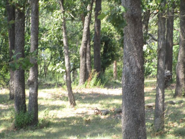 000 Farm Road 2250, Golden, MO 65658