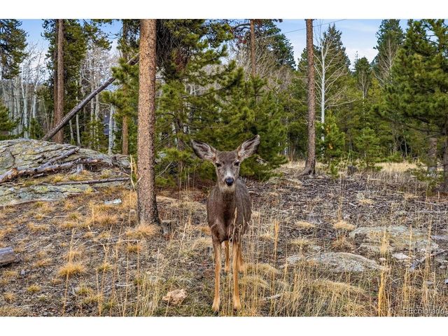 31551 Black Widow Dr, Conifer, CO 80433