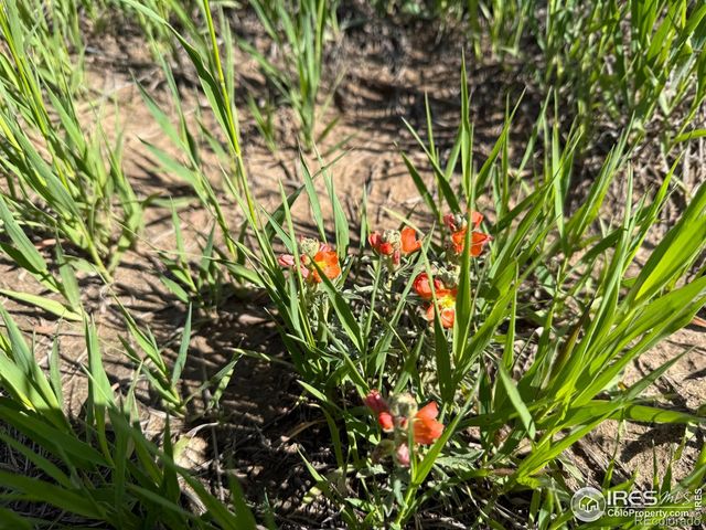 3 TBD Lot B FFD25-0006 WCR 15, Carr, CO 80612