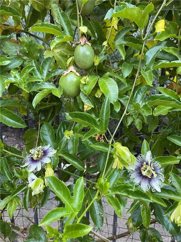 1834 Berryhill Drive, Chino Hills, CA 91709